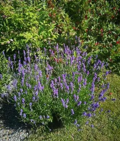 Appartement Exclusive *