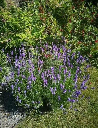 Apartment Exclusive *